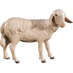 Sheep looking back