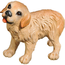 Cachorro Golden Retriever